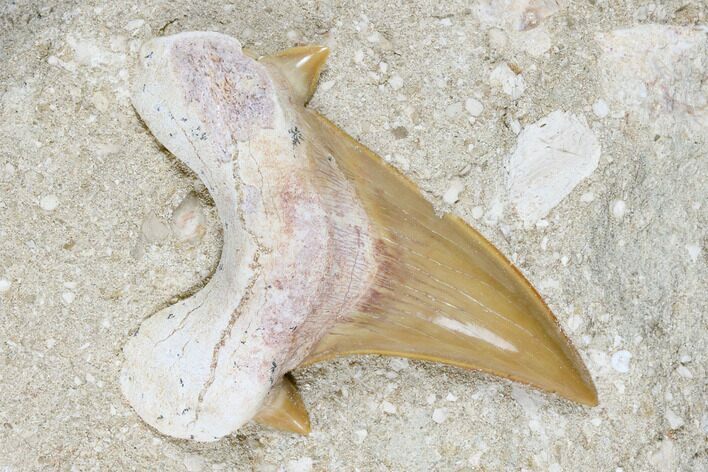 Otodus Shark Tooth Fossil in Rock - Eocene #174174